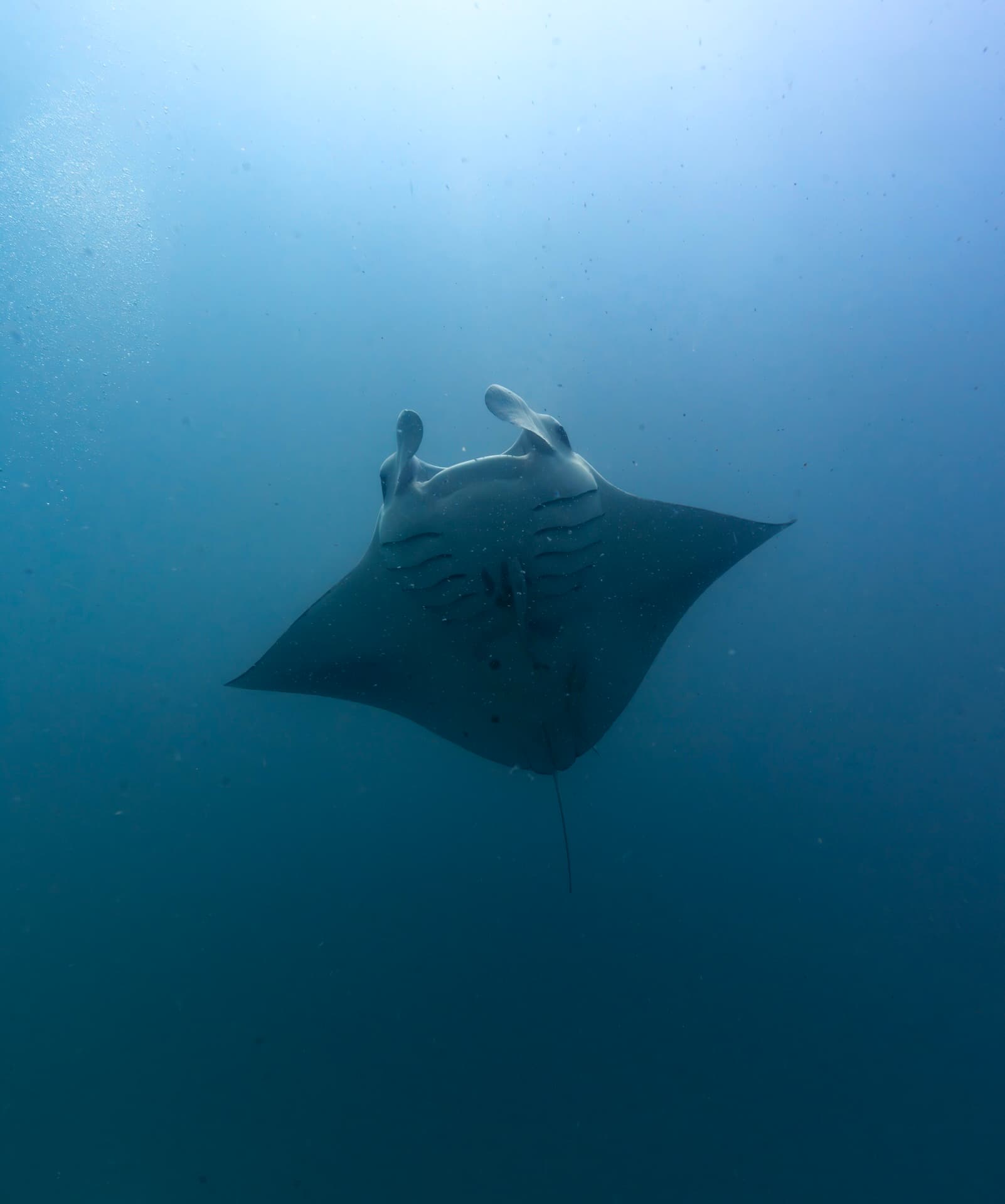 Marine life photographed underwater