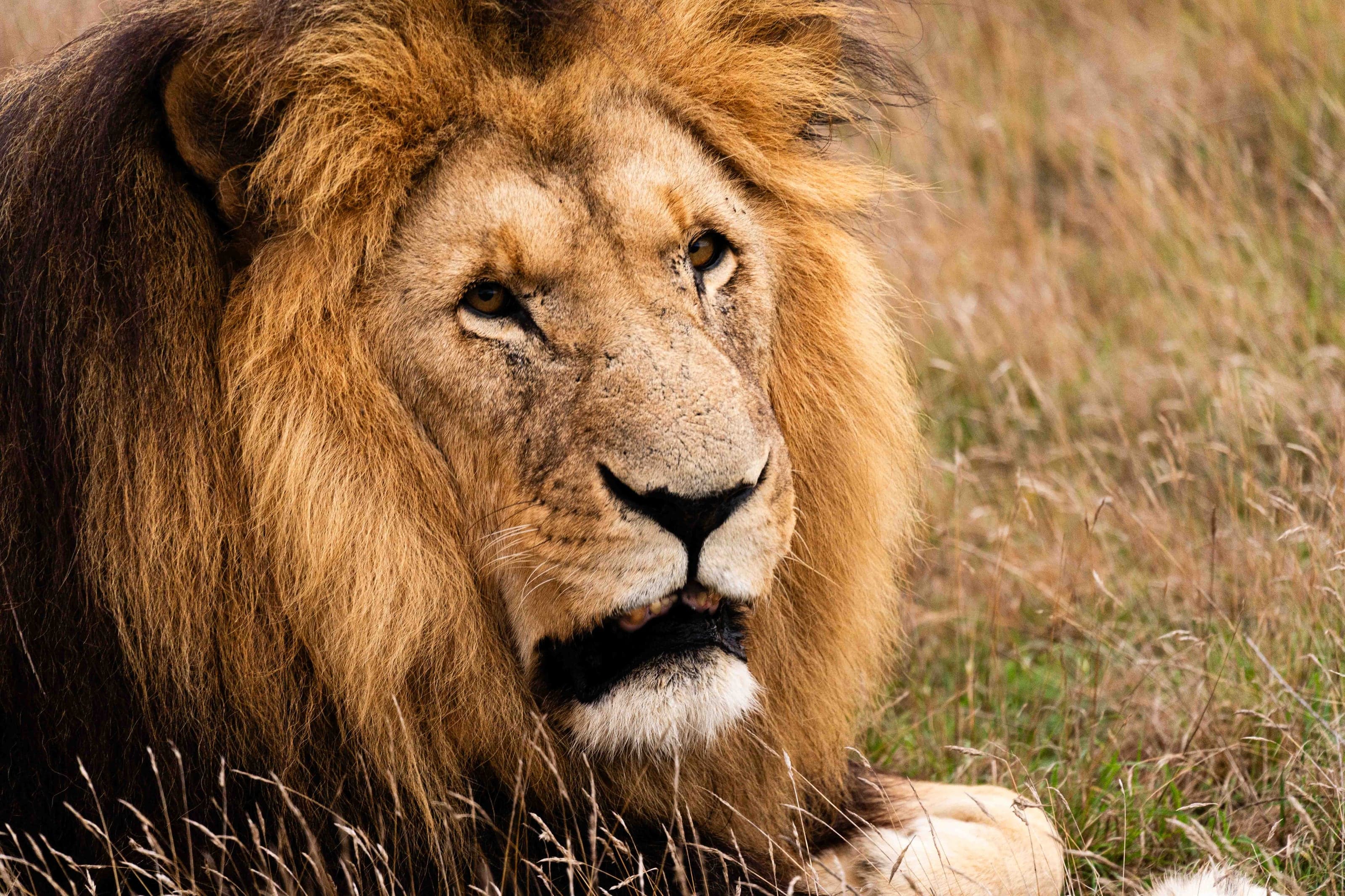Life photograph: Safari