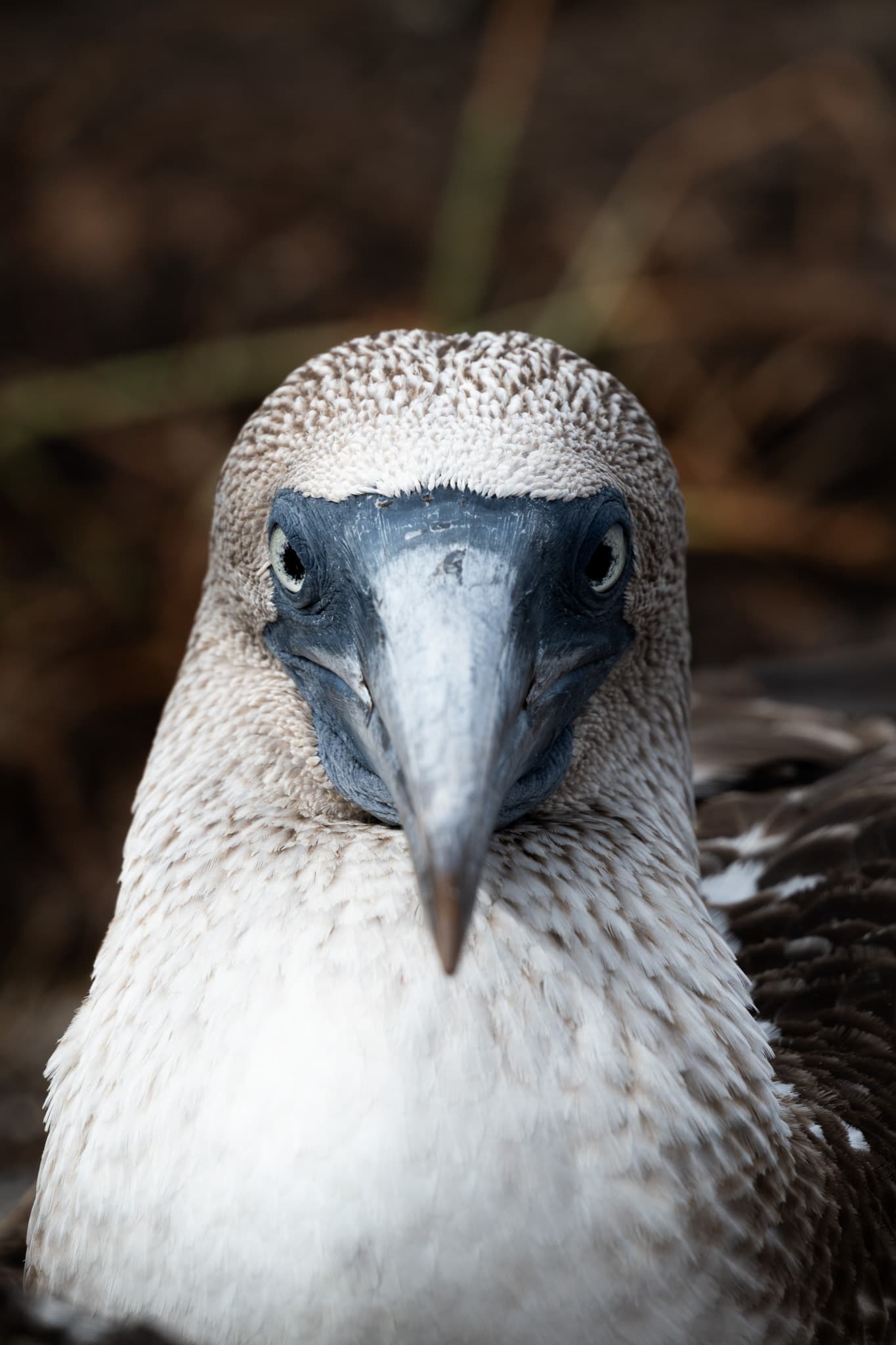 Life photograph: Galapagos