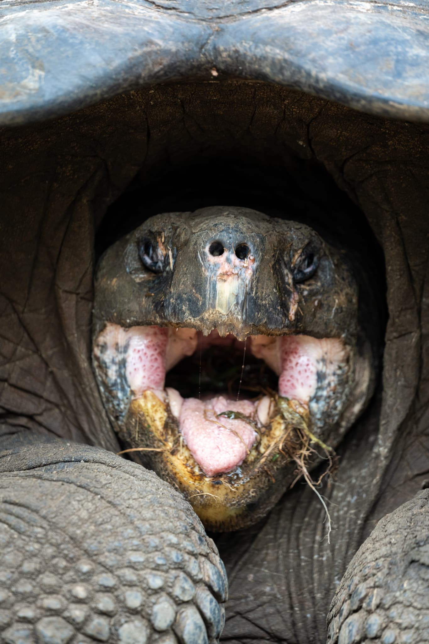 Life photograph: Galapagos
