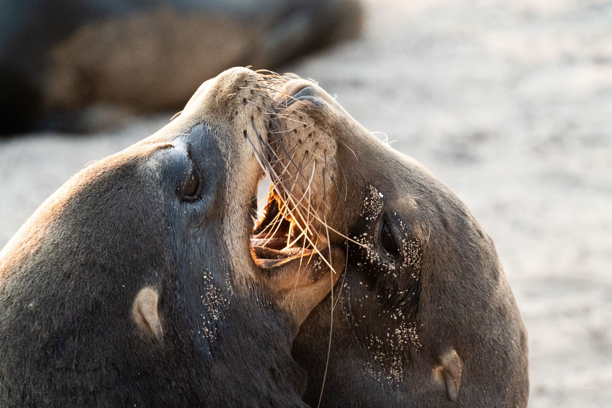 Life photograph: Galapagos