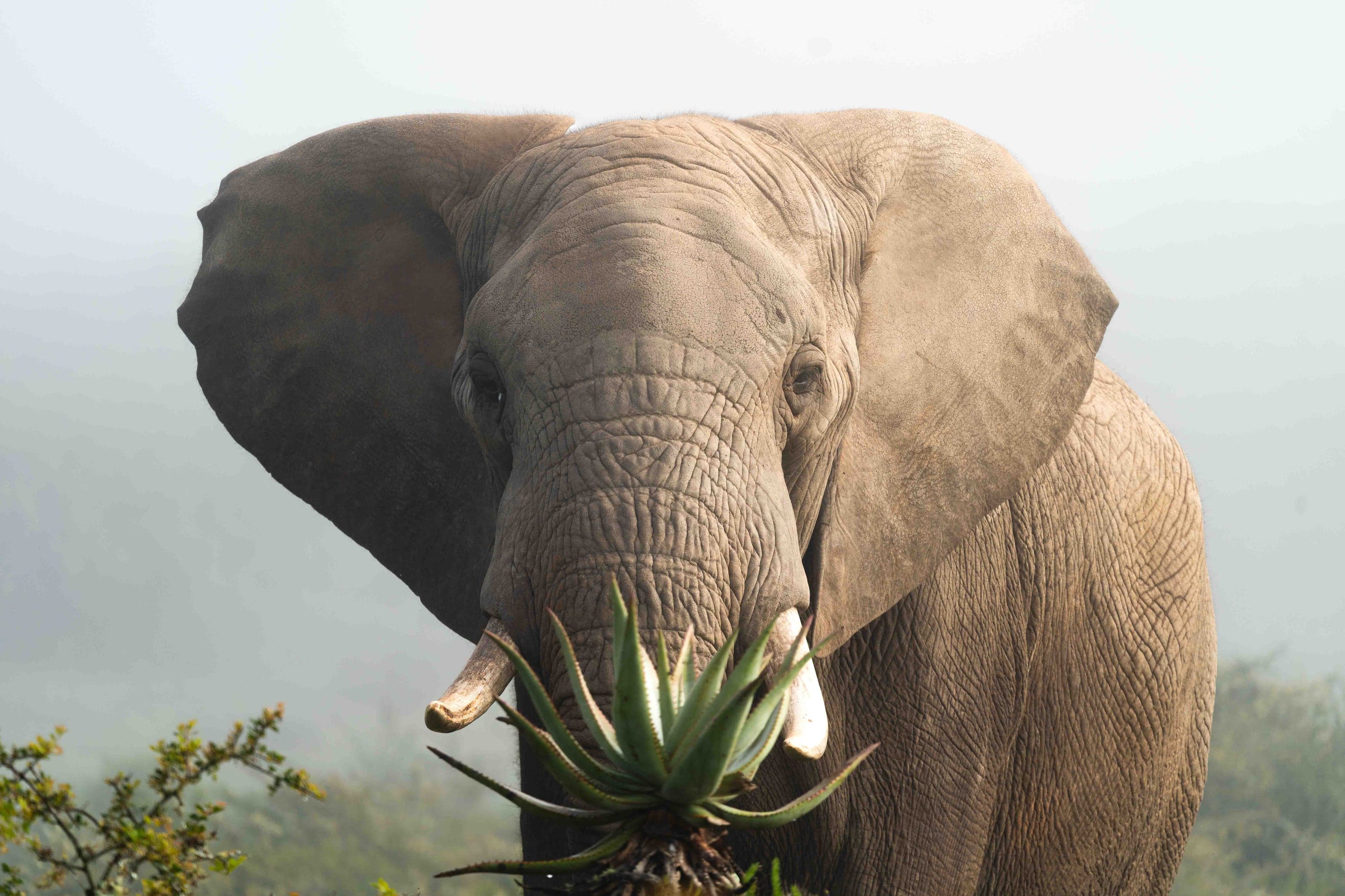 Life photograph: South Africa