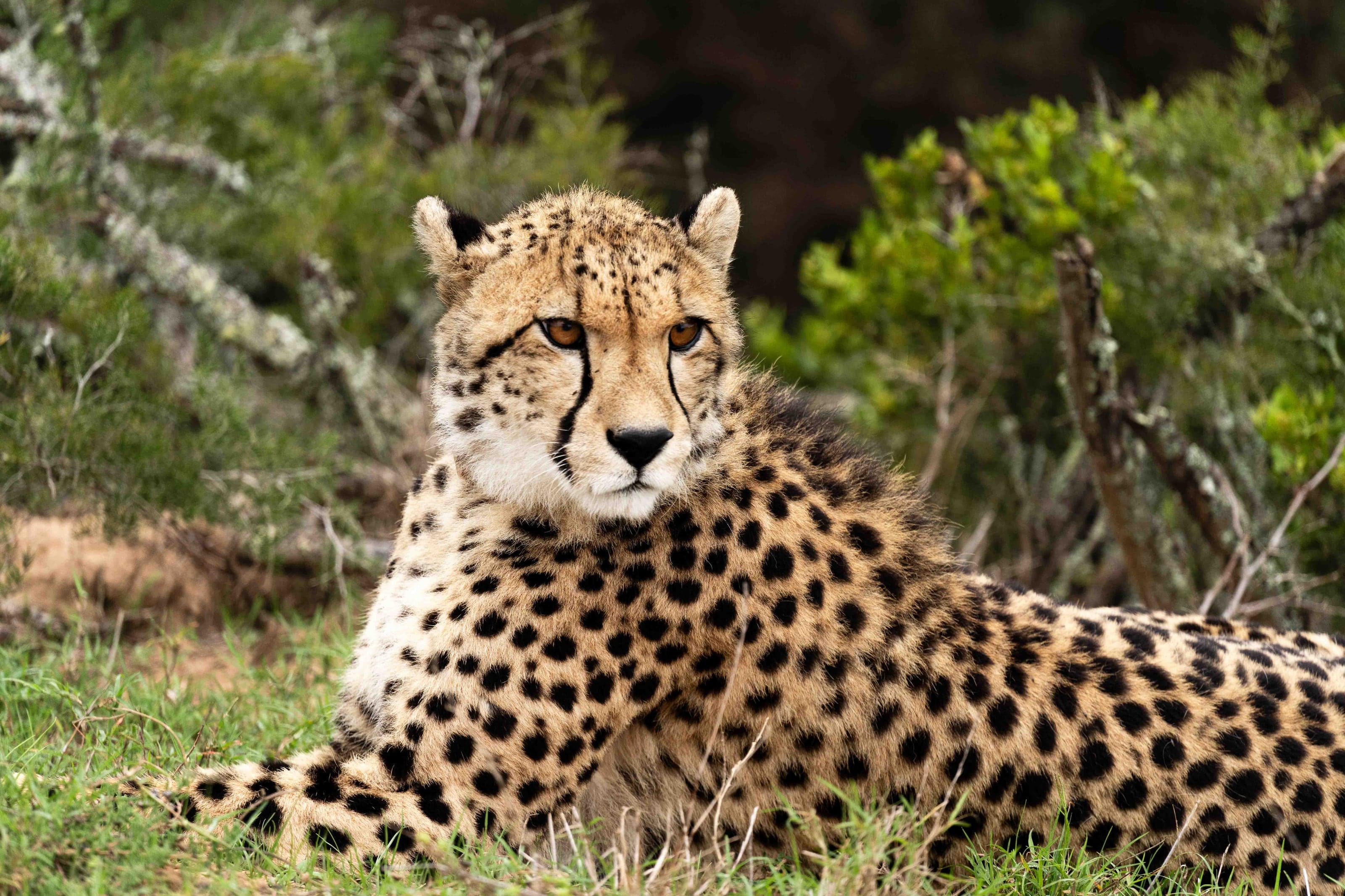 Life photograph: South Africa