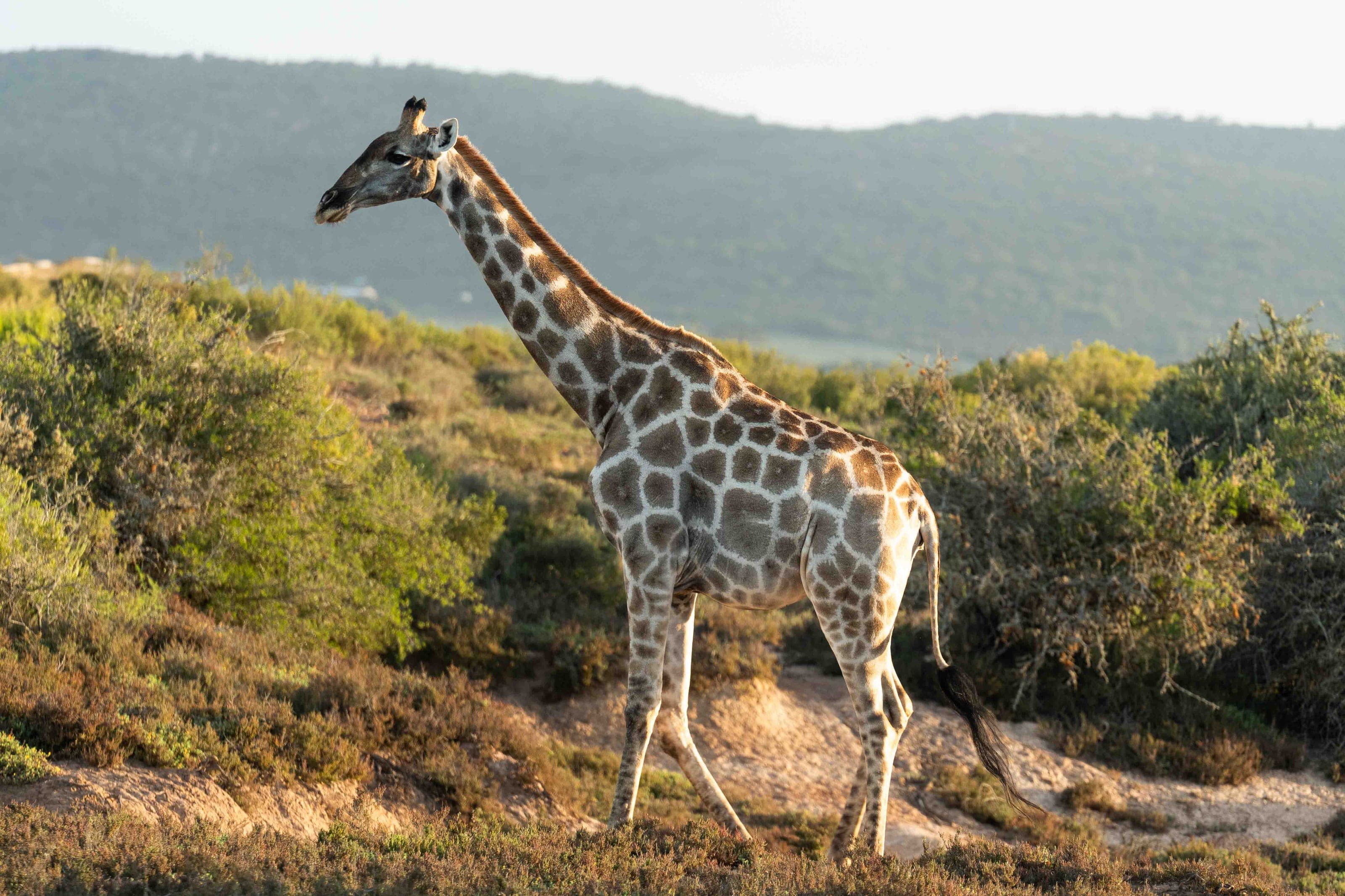 Life photograph: Safari