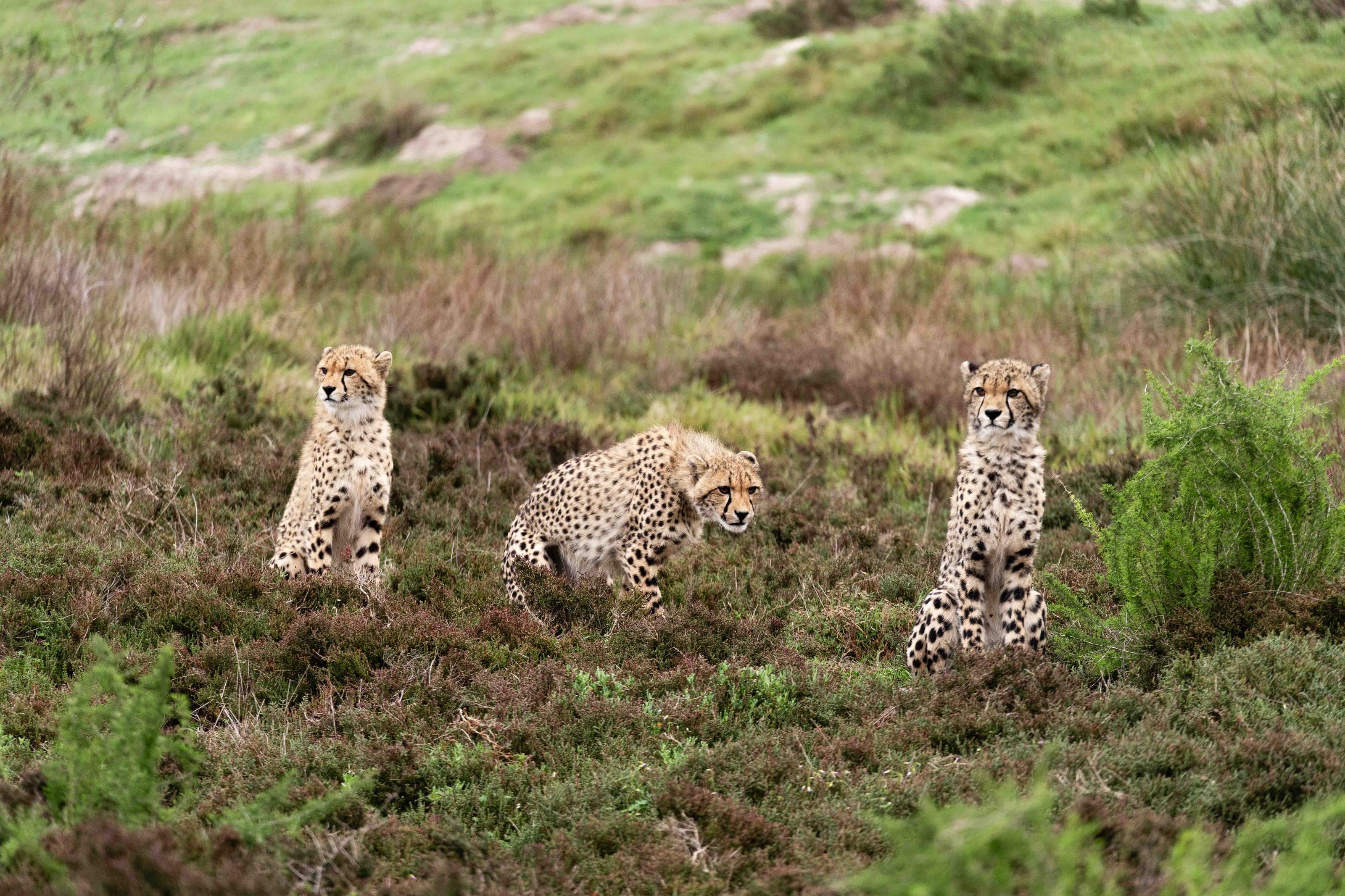 Life photograph: Safari