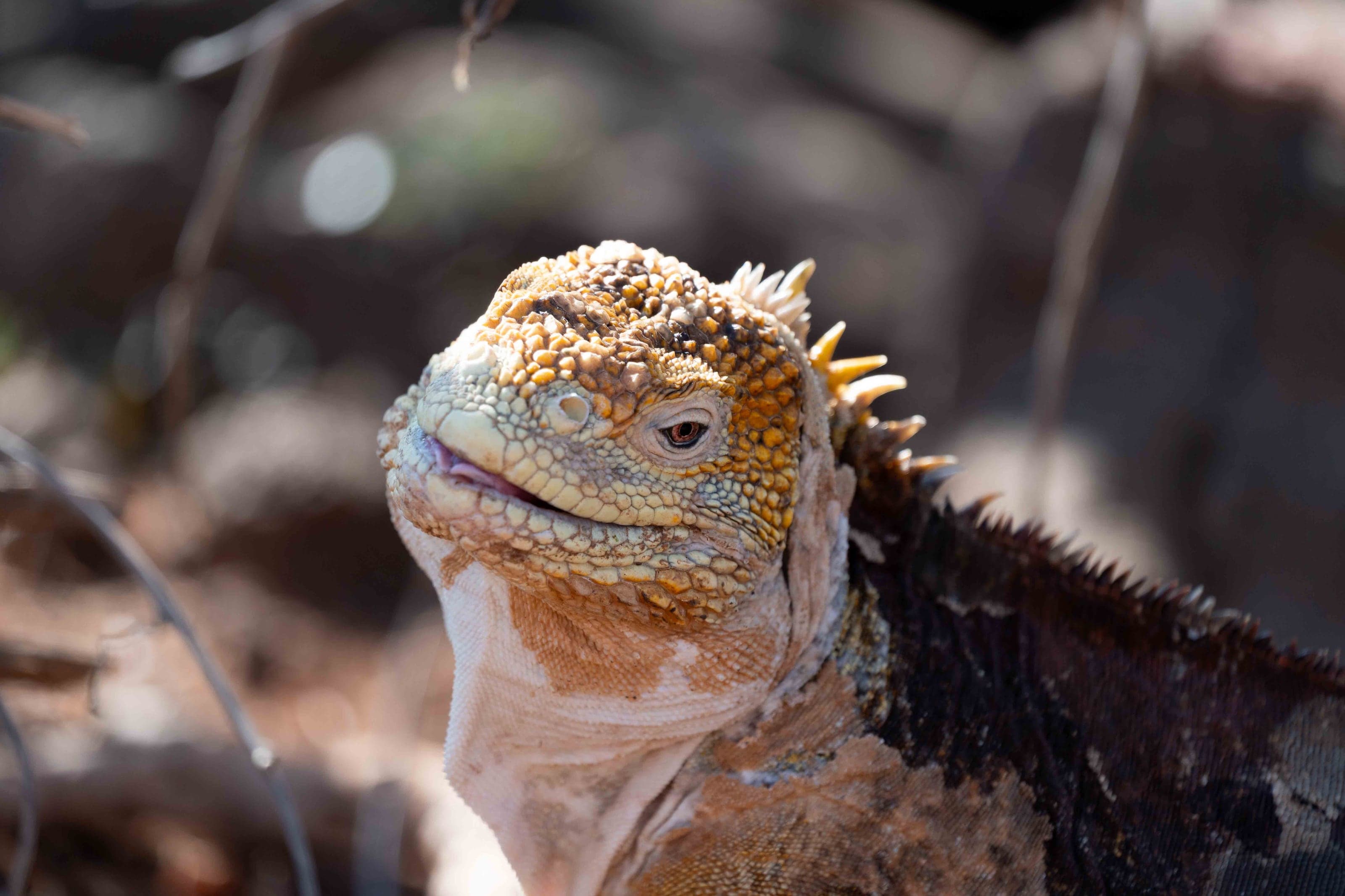 Life photograph: Galapagos