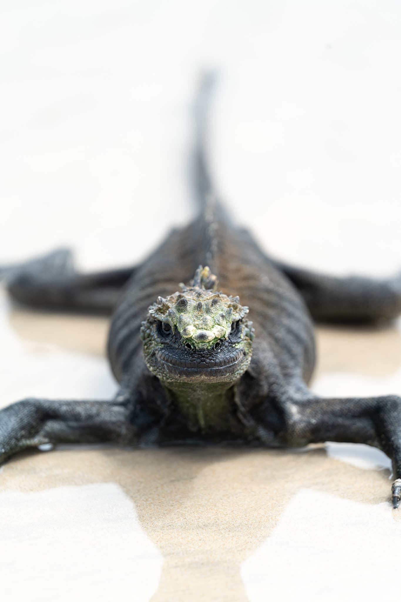 Life photograph: Galapagos