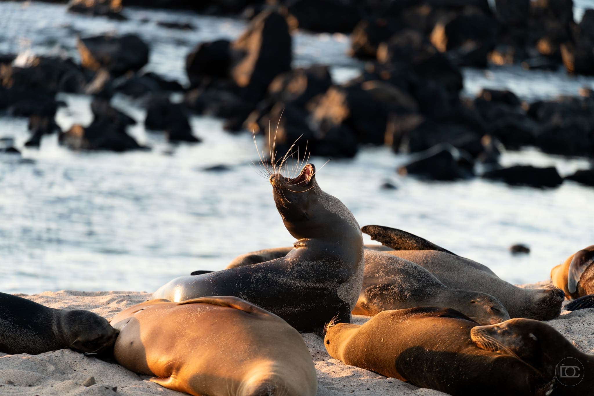 Life photograph: Galapagos