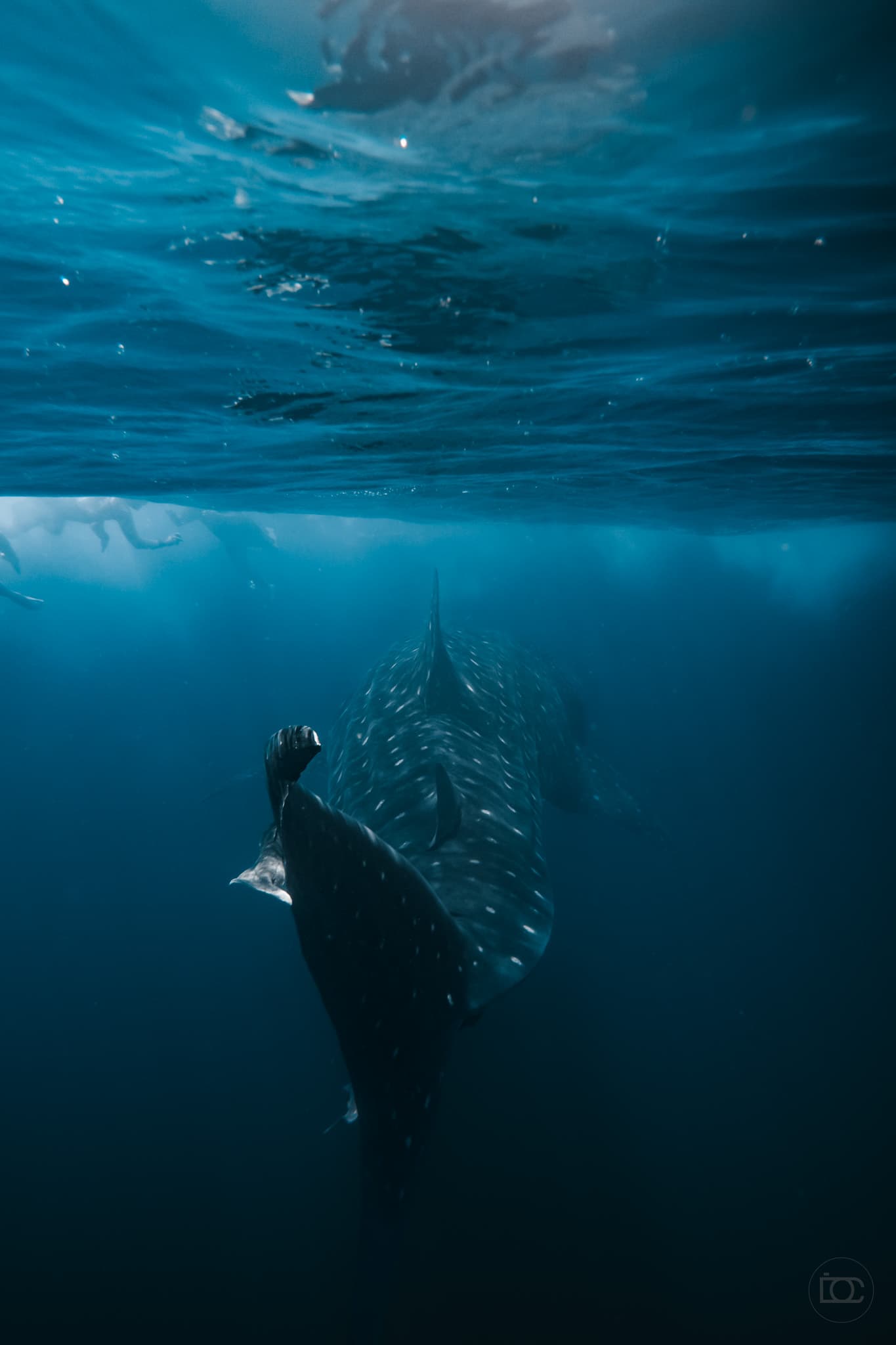 Underwater photograph: Galapagos