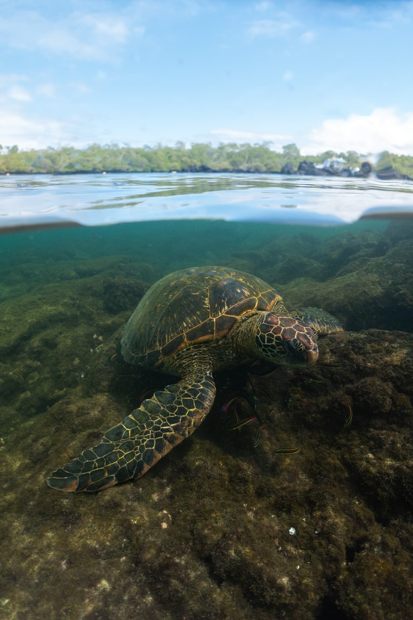 Underwater photograph: Galapagos