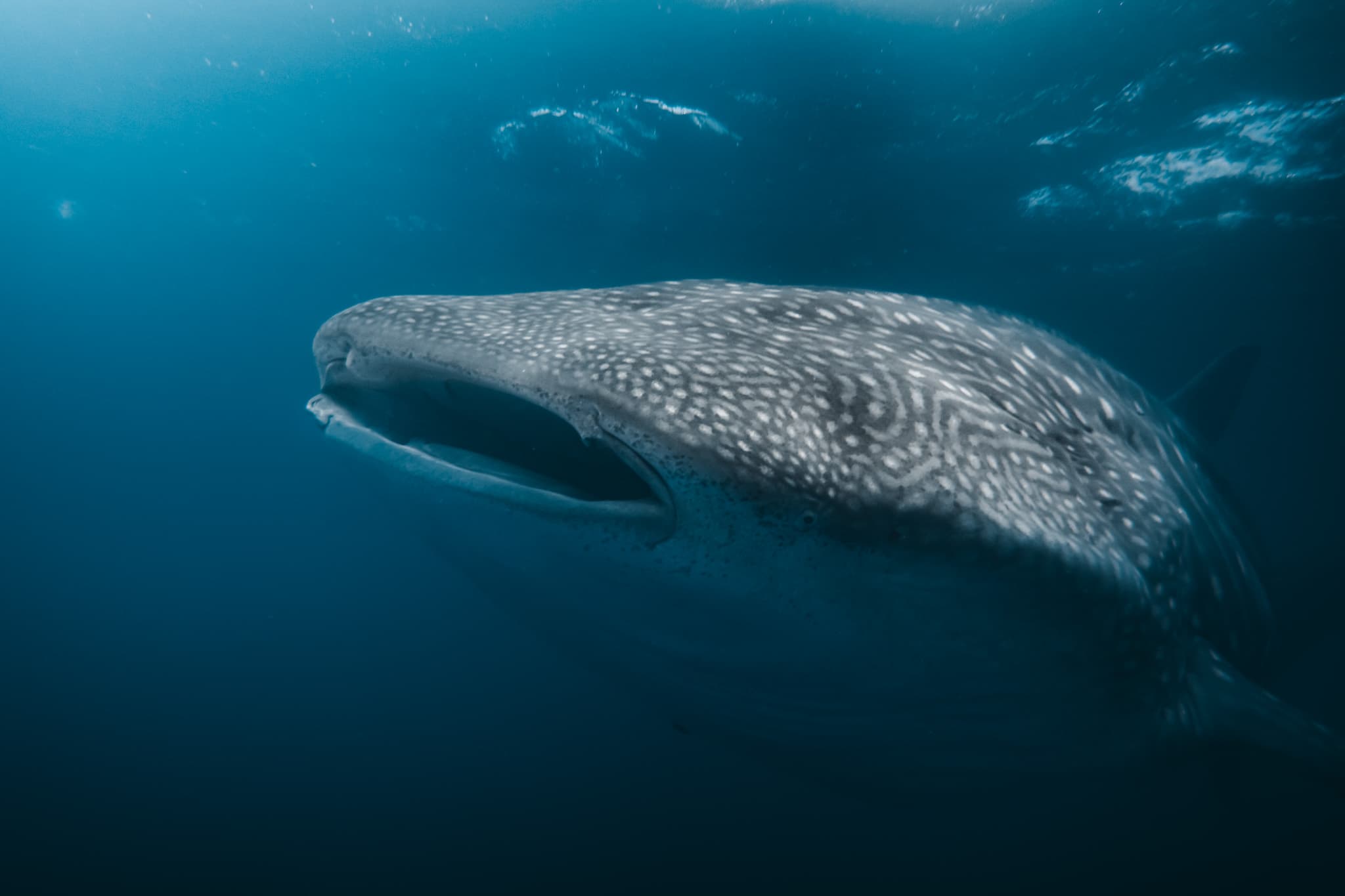 Underwater photograph: Galapagos