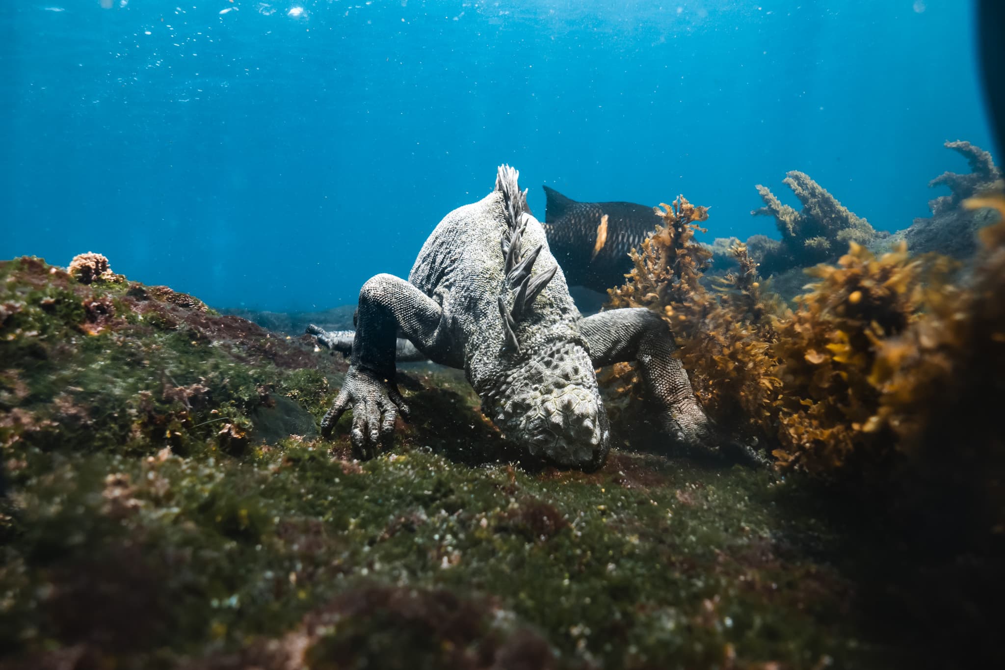Underwater photograph: Galapagos