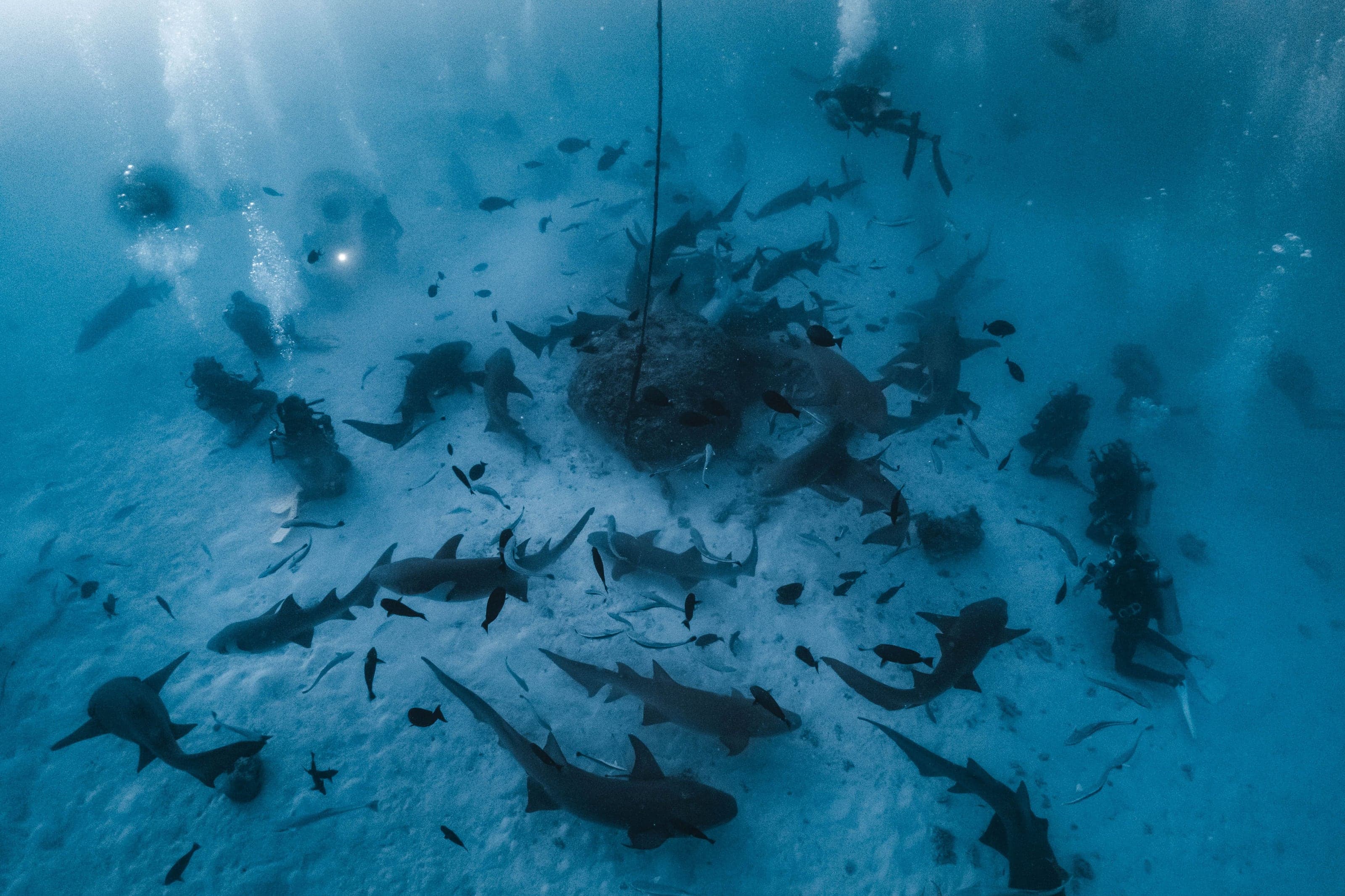 Underwater photograph: Scuba