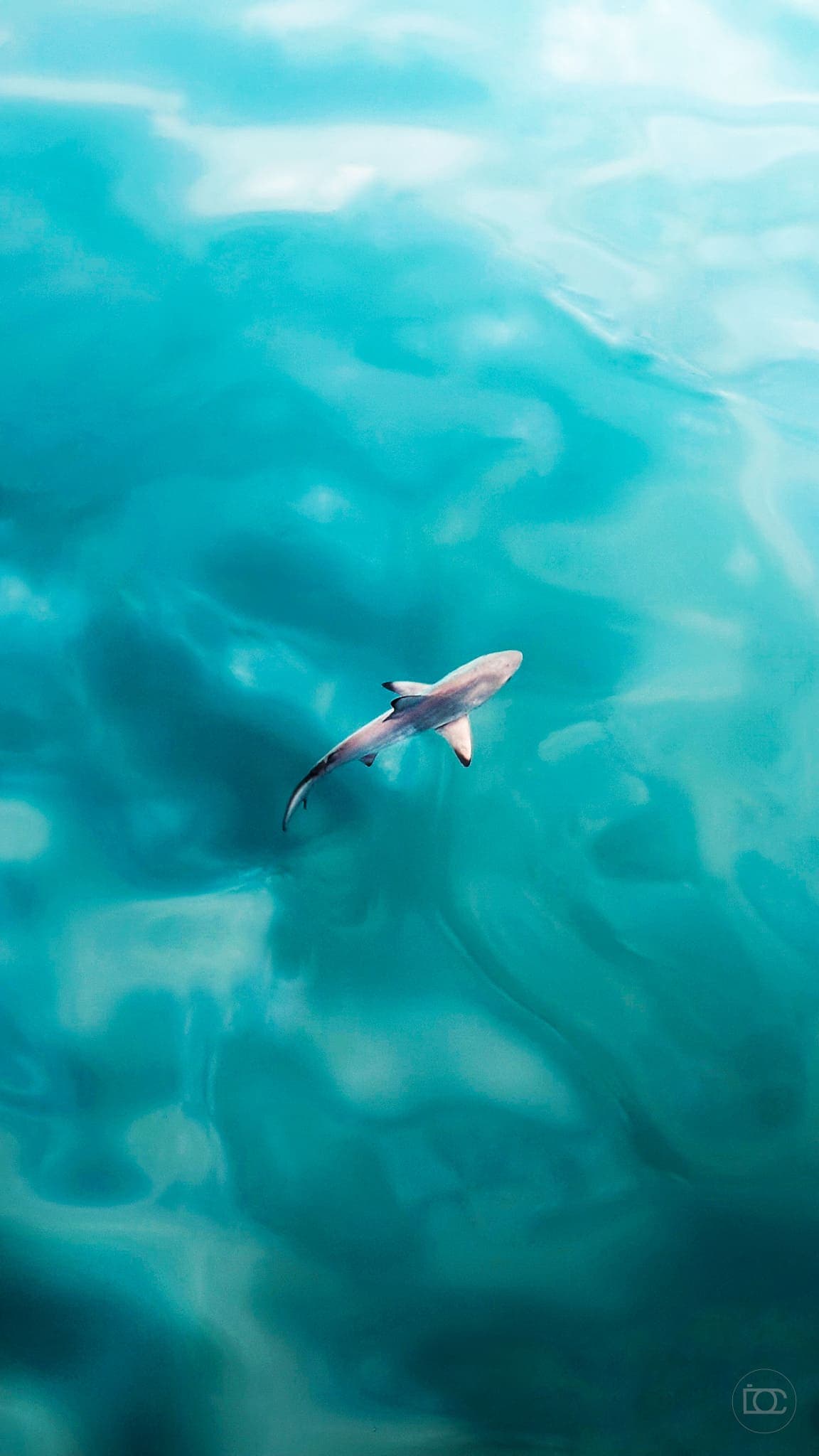 Underwater photograph: Galapagos