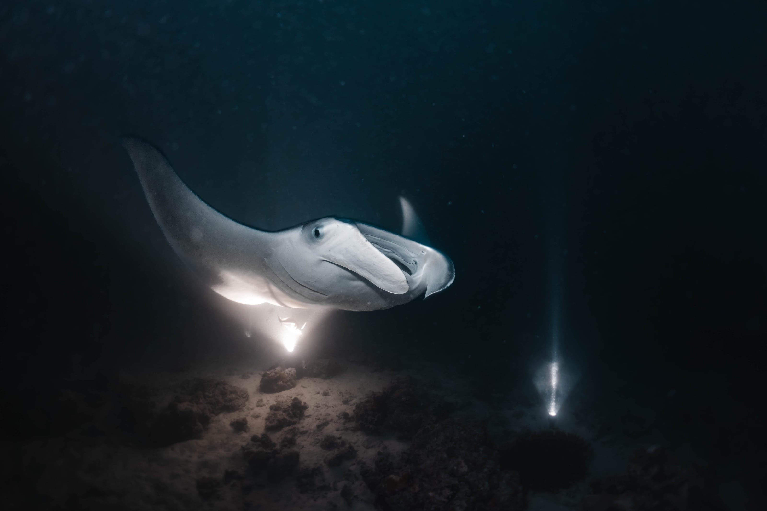 Underwater photograph: Scuba