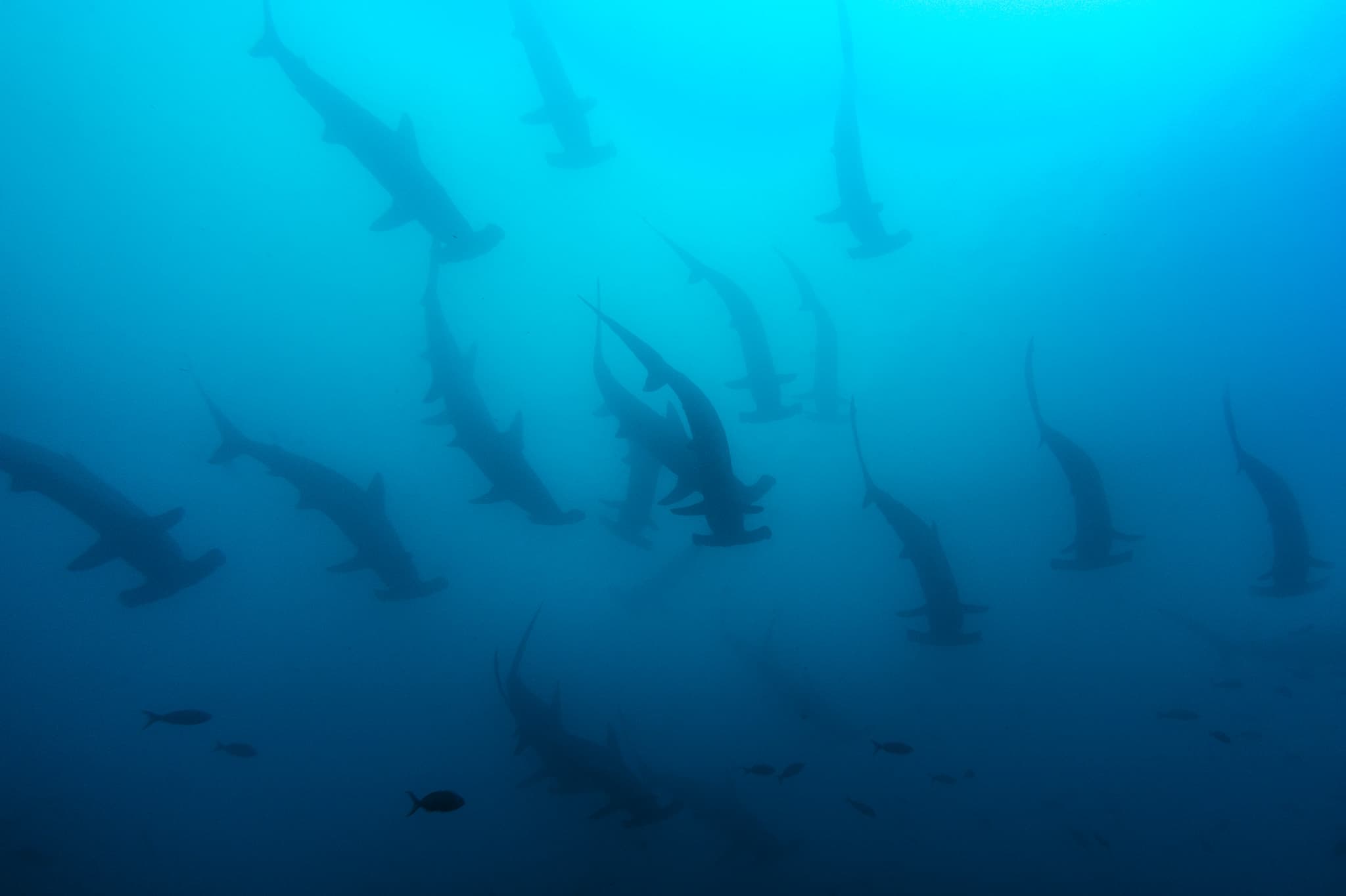Underwater photograph: Galapagos