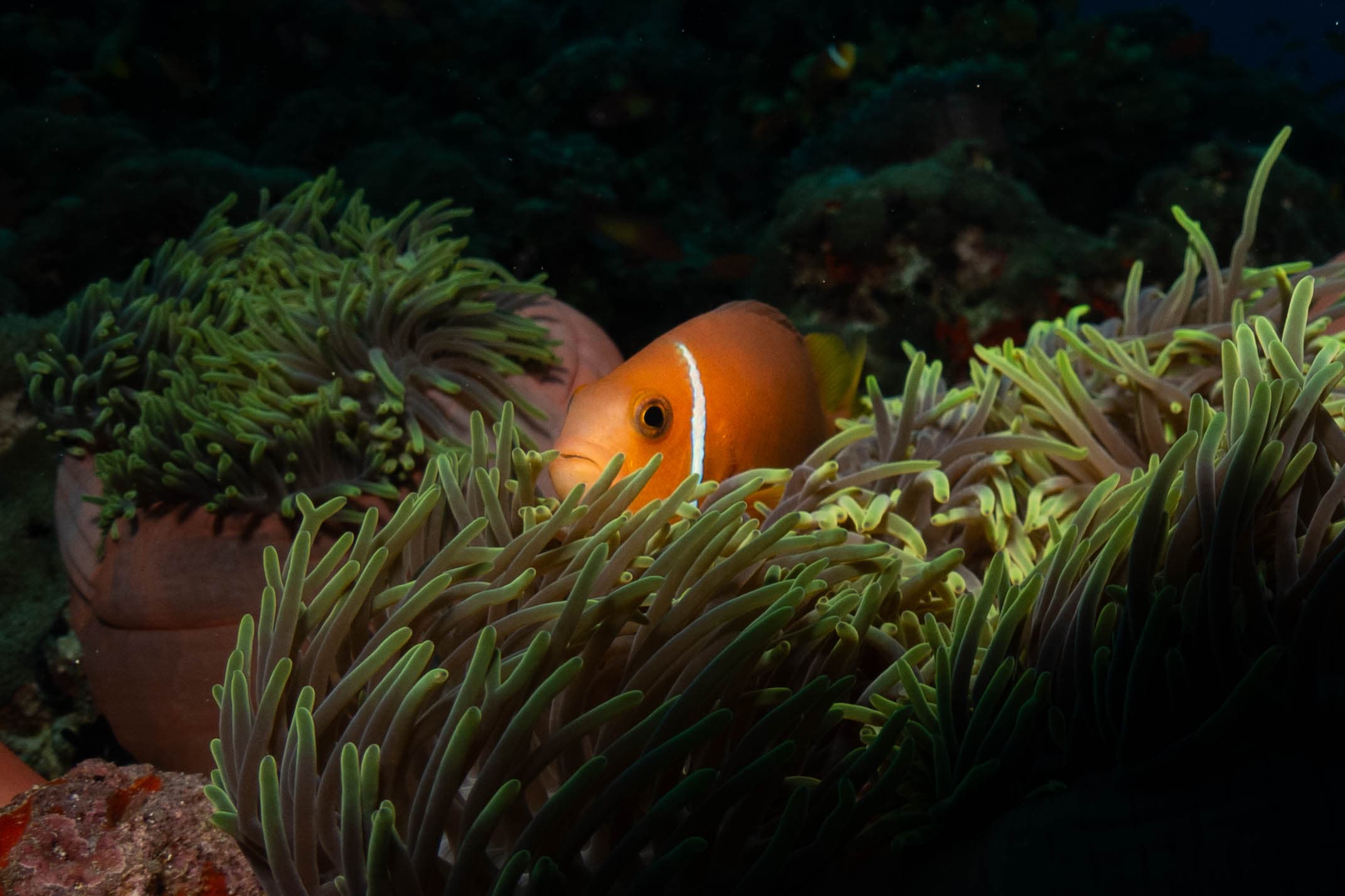 Underwater photograph: Scuba