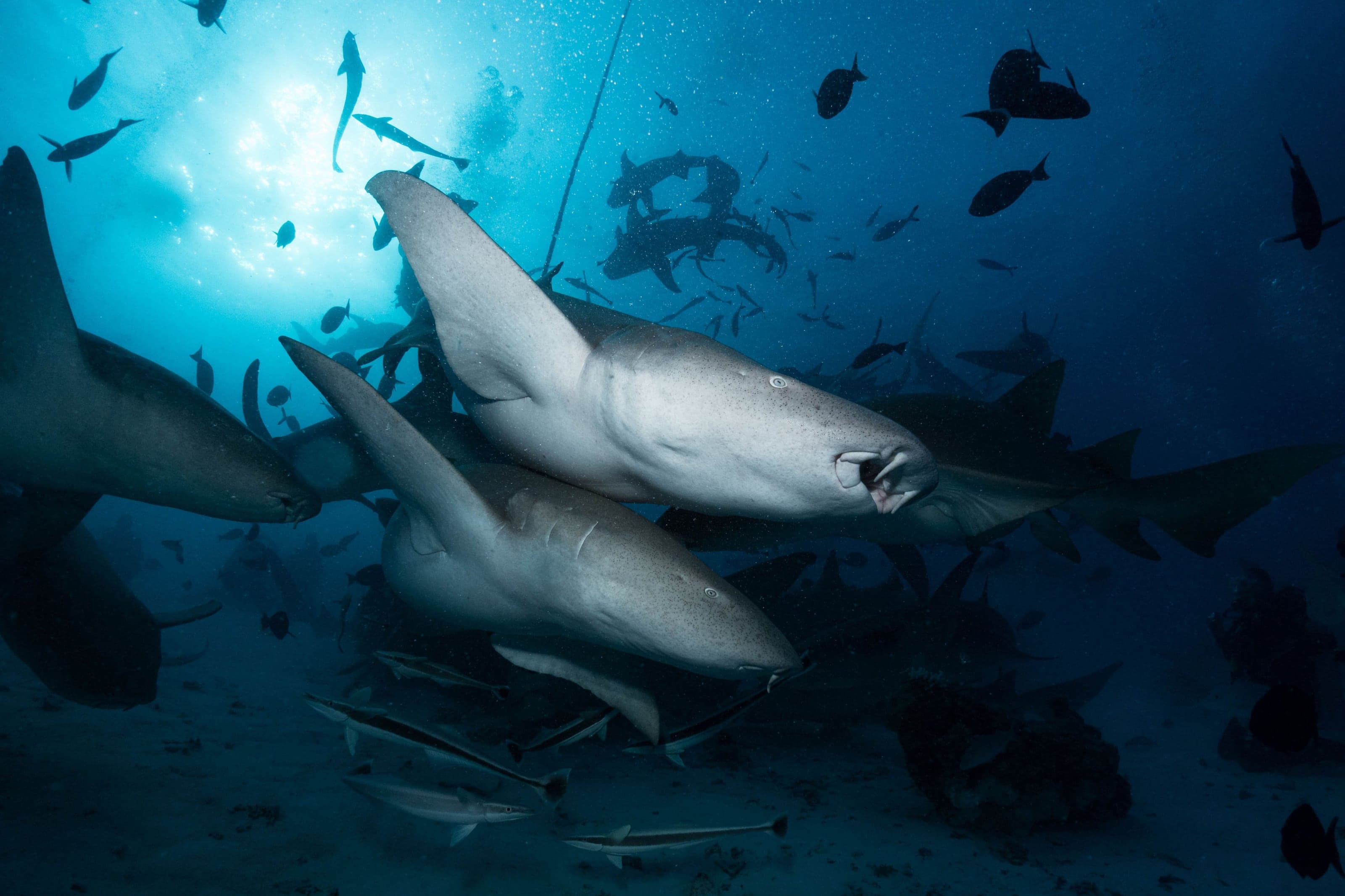 Underwater photograph: Scuba