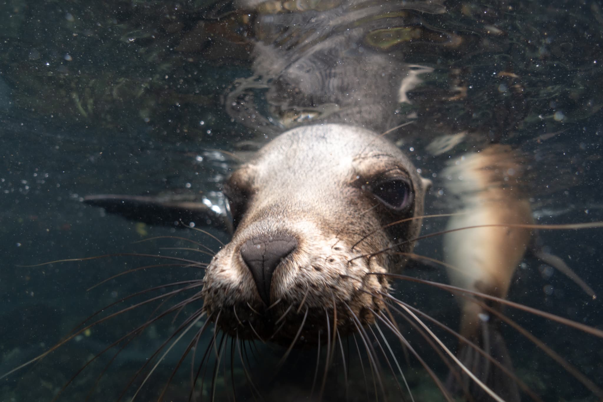 Underwater photograph: Galapagos