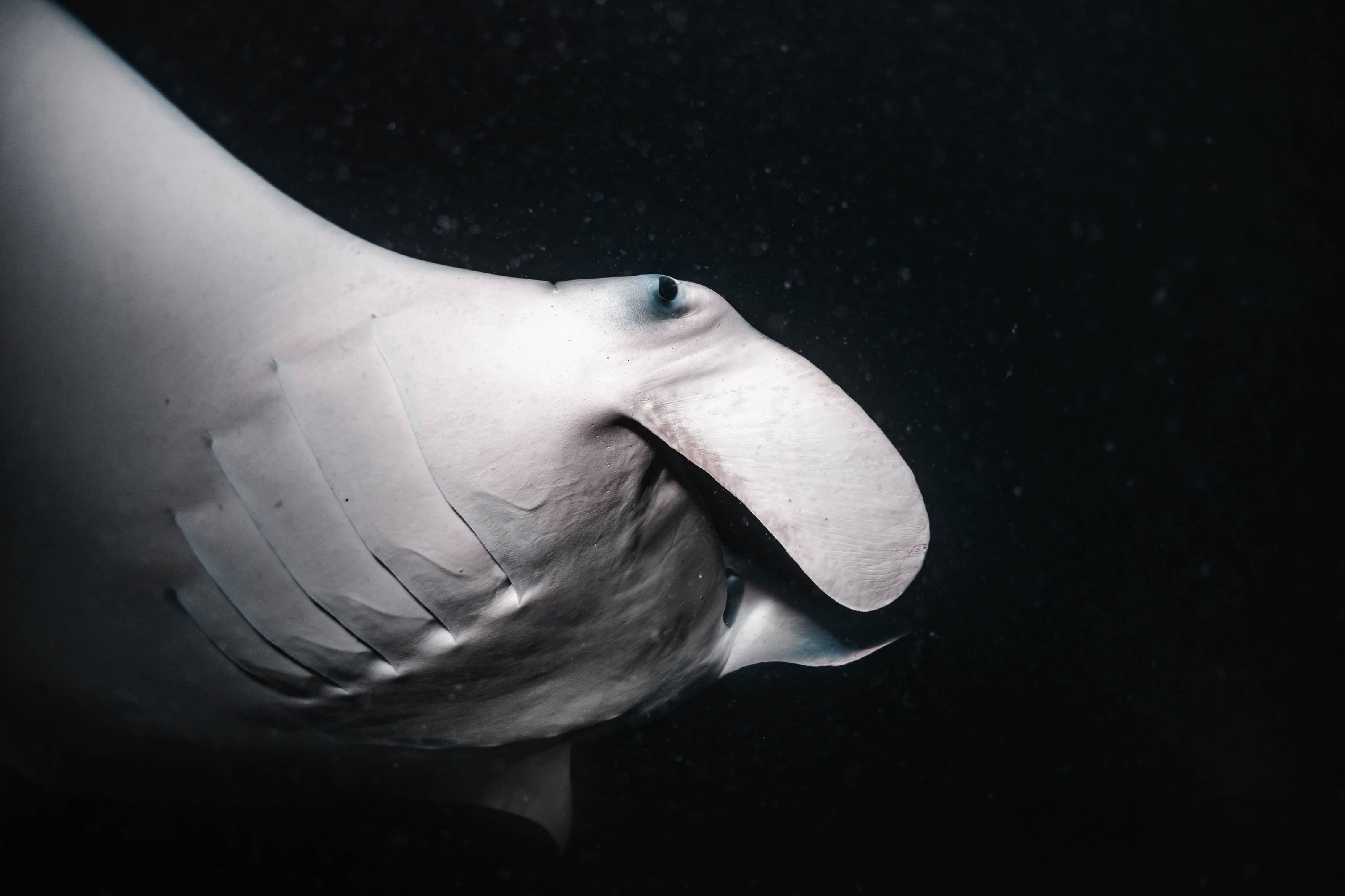Underwater photograph: Scuba