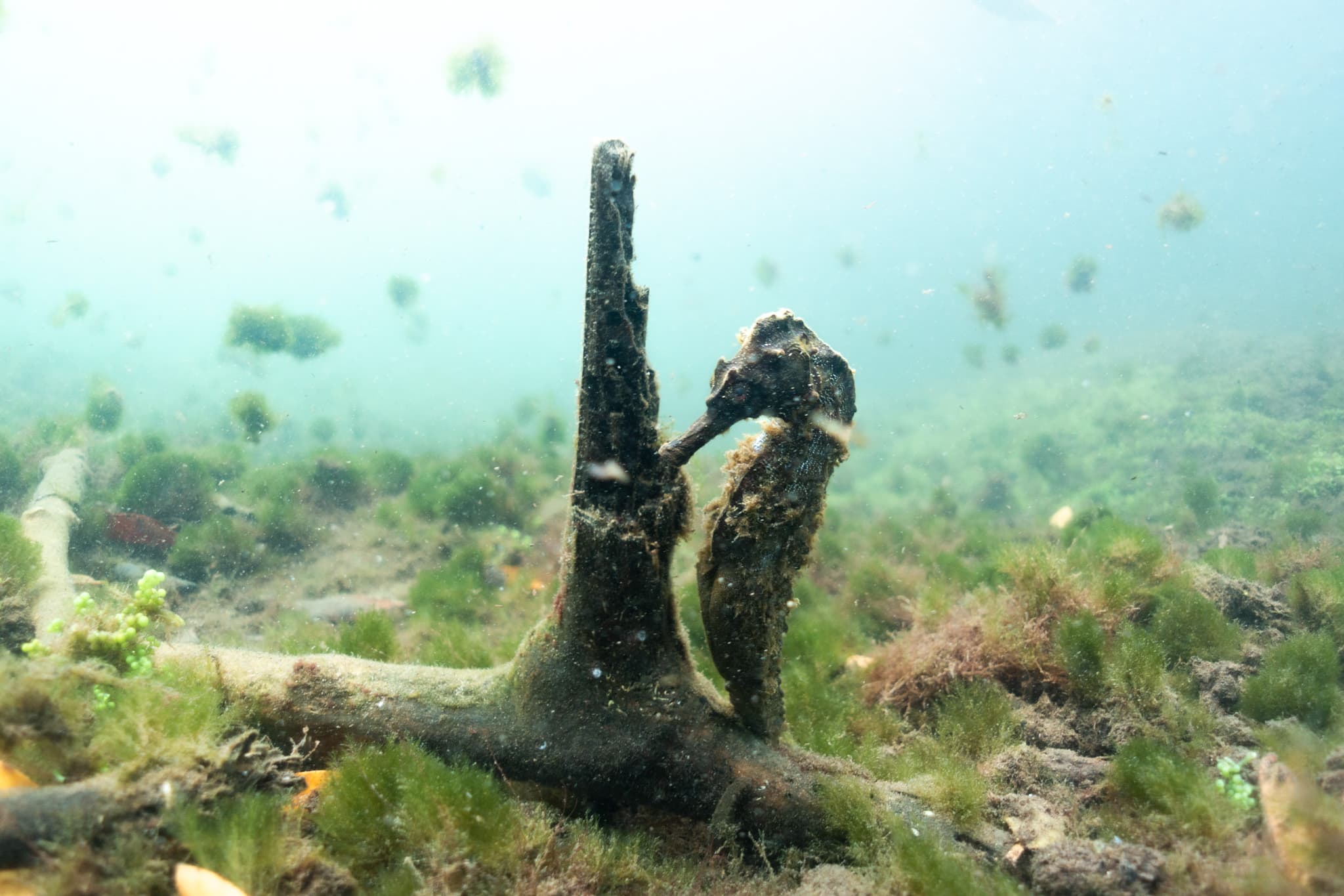 Underwater photograph: Galapagos