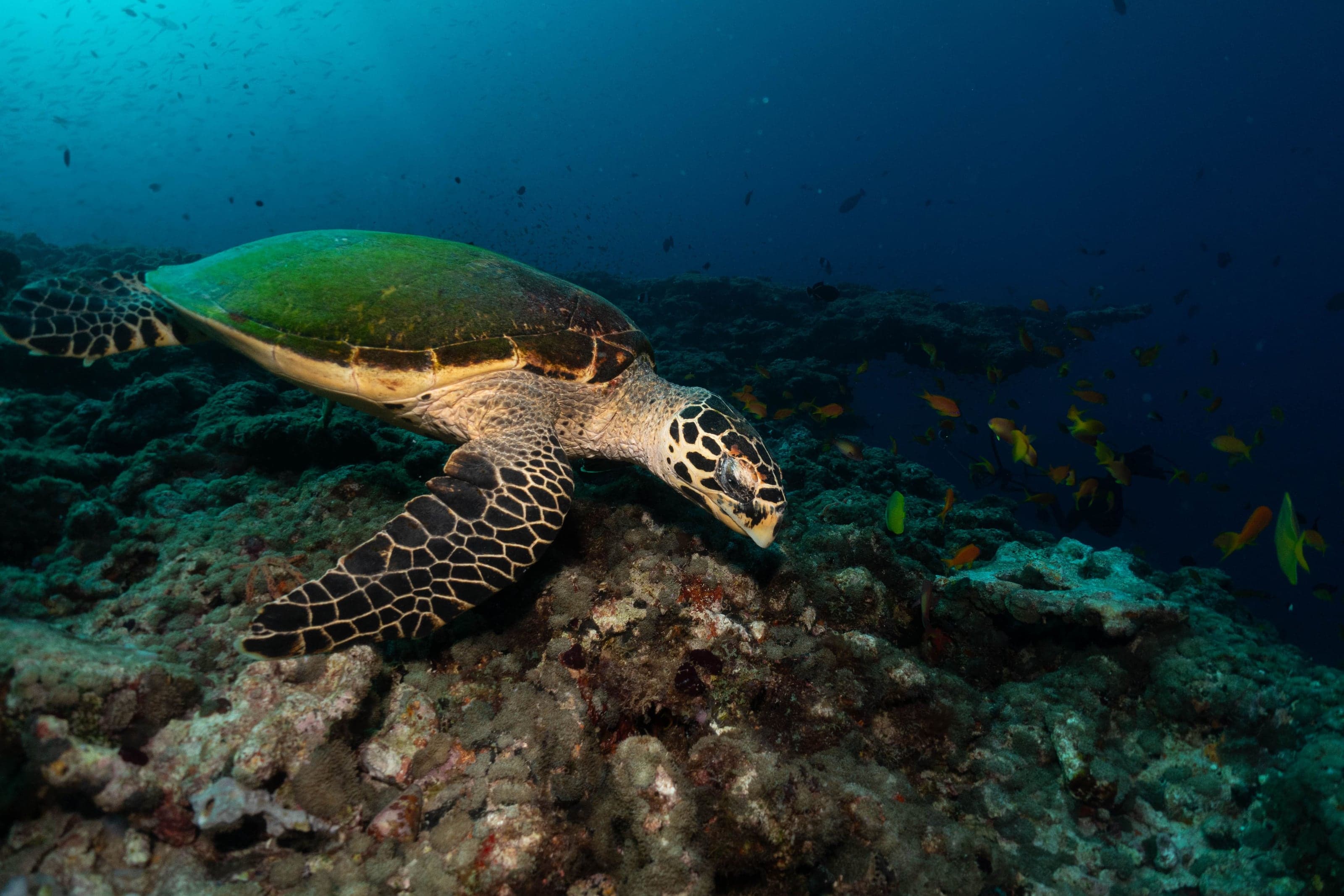 Underwater photograph: Scuba