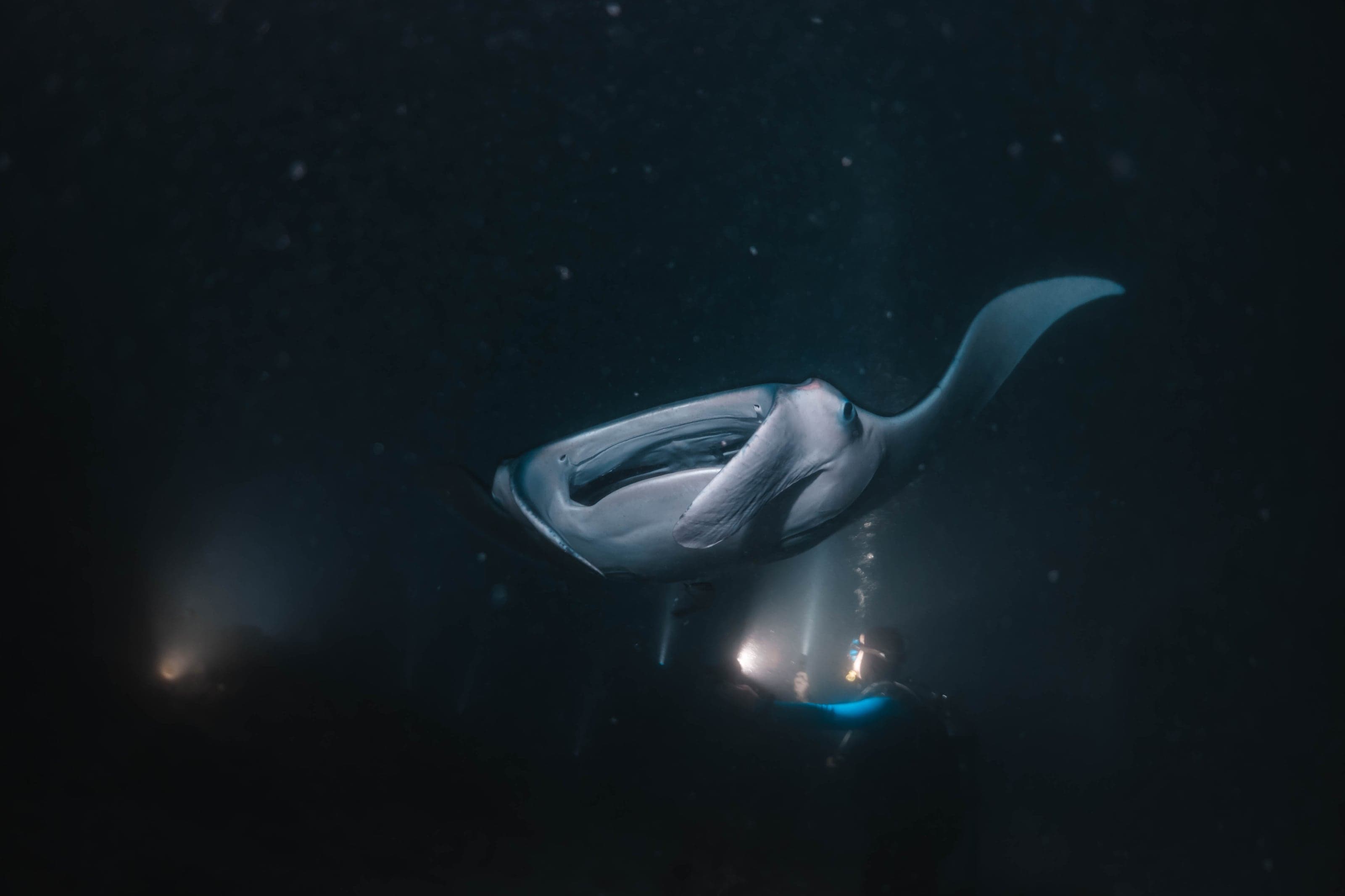 Underwater photograph: Scuba