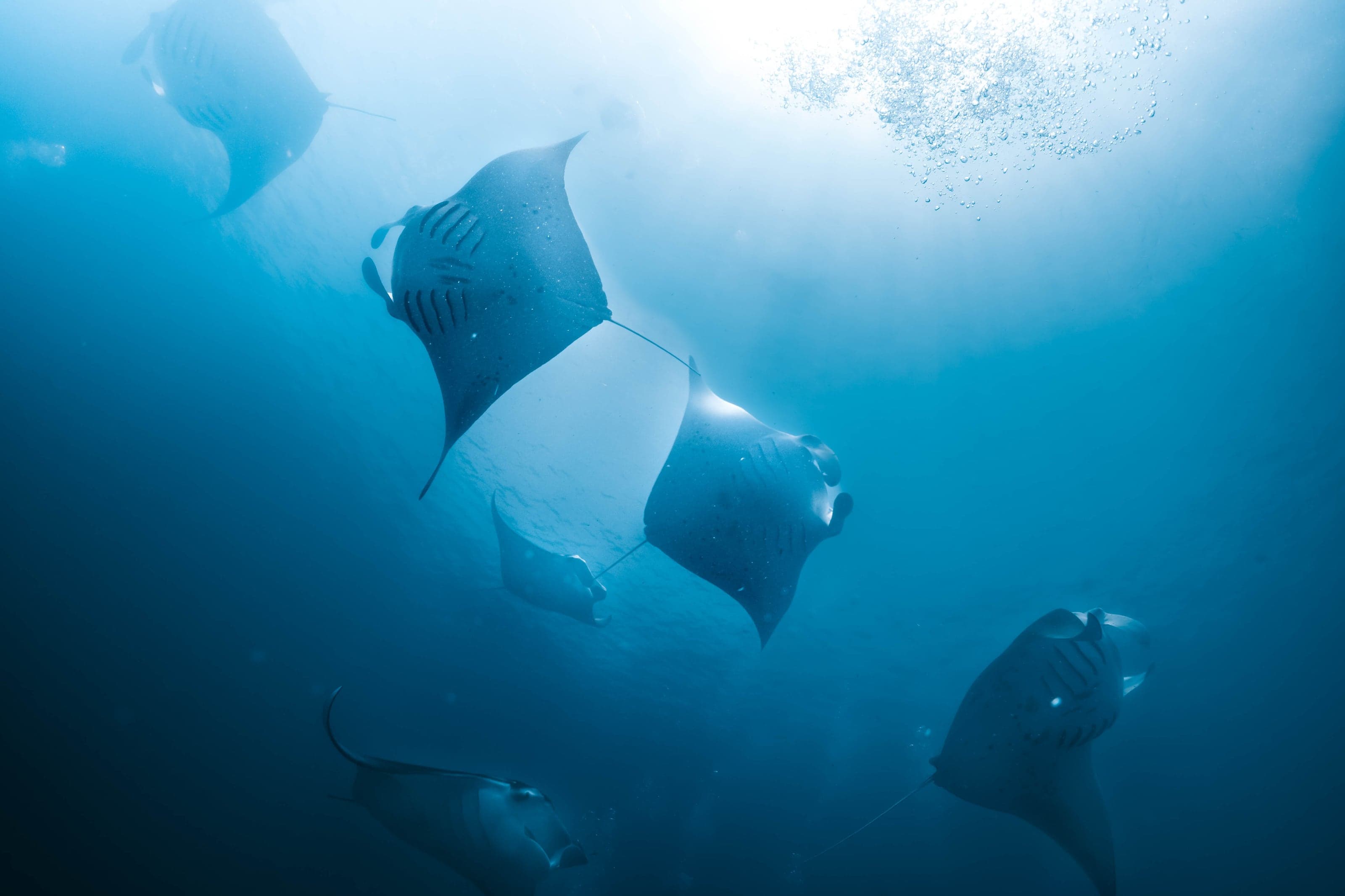 Underwater photograph: Scuba