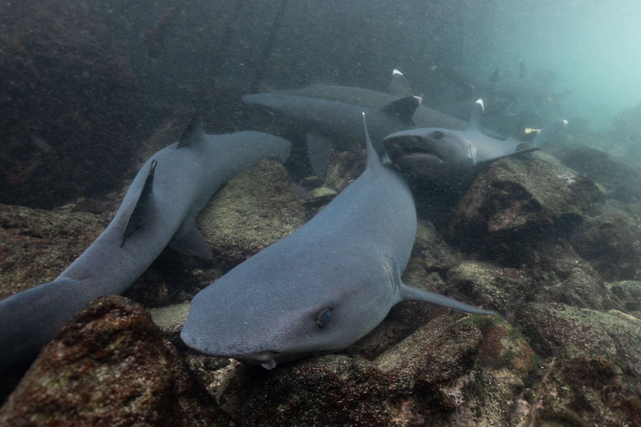 Underwater photograph: Galapagos