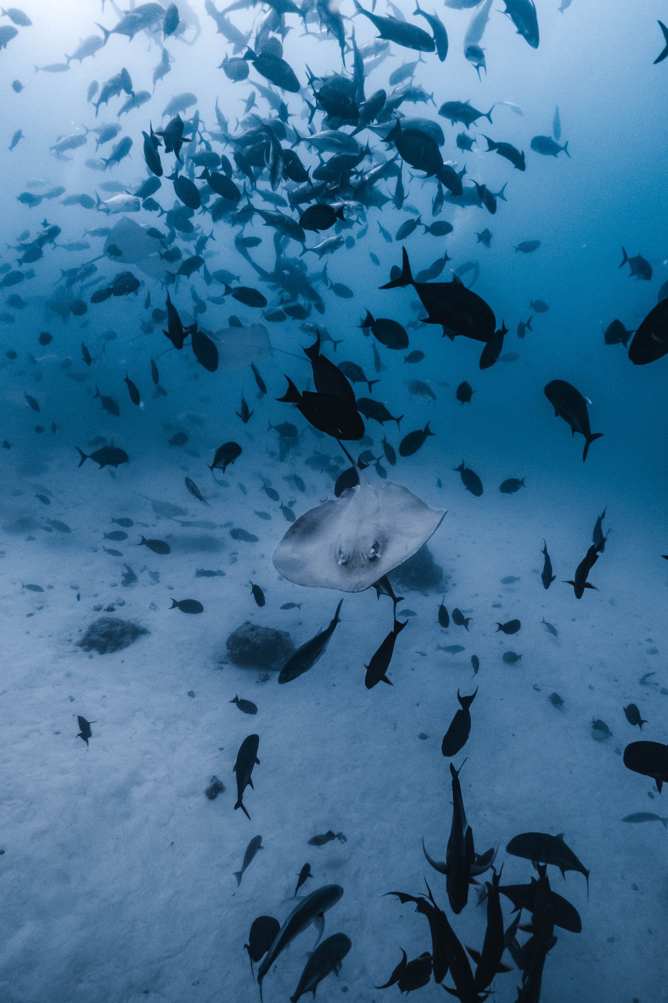 Underwater photograph: Scuba